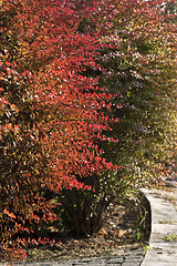 Image showing colorful autumn flora