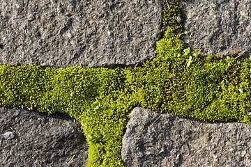 Image showing moss growing on cobble stones