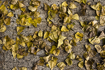 Image showing fallen autumn leaves background