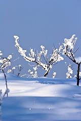 Image showing fruit orchard in winter