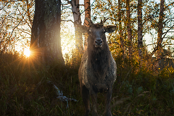 Image showing Maral portrait on beauty sunset