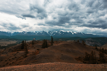 Image showing Maral in Kurai steppe