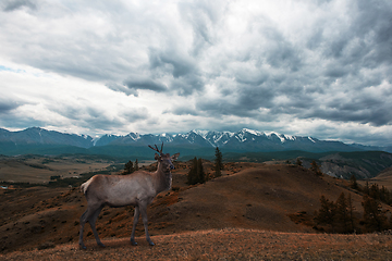 Image showing Kurai steppe and North-Chui ridge