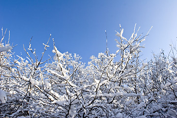 Image showing fruit orchard in winter