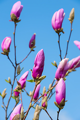 Image showing Rose magnolia flower bud