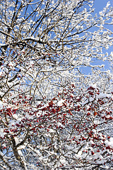 Image showing red berries and snow