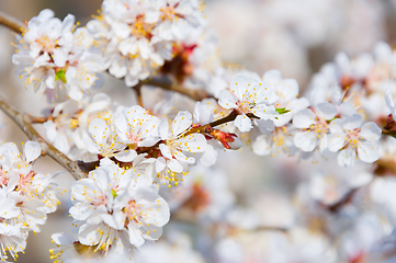 Image showing Blossom flowers tree in spring