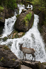 Image showing Waterfall in Altai Mountains