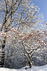 Image showing red berries and snow