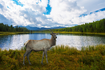 Image showing Lake in the Altai Mountains