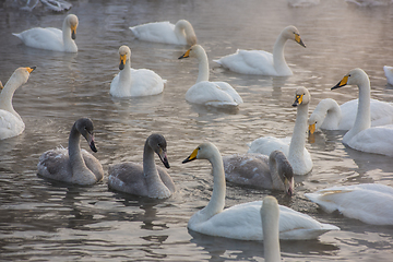 Image showing Beautiful white whooping swans