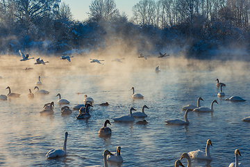 Image showing Beautiful white whooping swans