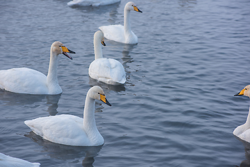 Image showing Beautiful white whooping swans