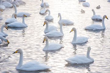 Image showing Beautiful white whooping swans