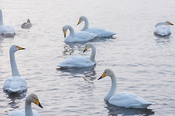 Image showing Beautiful white whooping swans