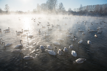 Image showing Beautiful white whooping swans