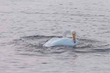 Image showing Beautiful white whooping swans