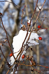 Image showing red berries and snow