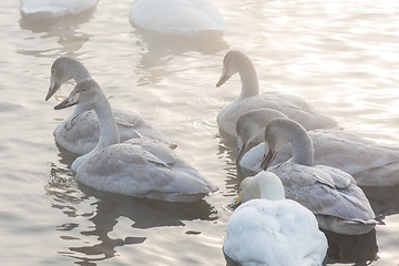 Image showing Beautiful white whooping swans