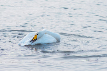 Image showing Beautiful white whooping swans