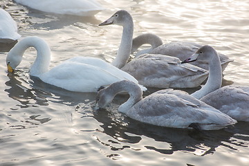 Image showing Beautiful white whooping swans