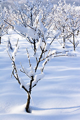 Image showing fruit orchard in winter