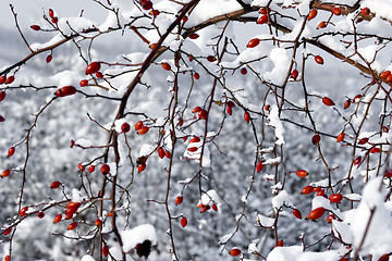 Image showing red berries and snow