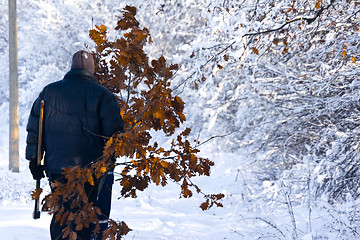 Image showing Serbian Christmas tradition collecting oak leaves to light fire