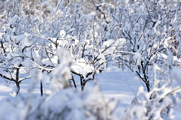 Image showing fruit orchard in winter