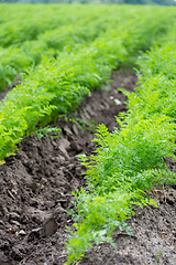 Image showing Carrots growing on a field in summer