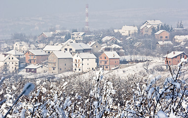 Image showing fruit orchard in winter