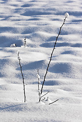 Image showing fruit orchard in winter