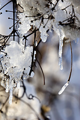 Image showing winter thaw