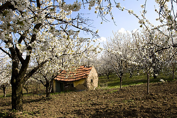 Image showing traditional mud farmhouse in orchard