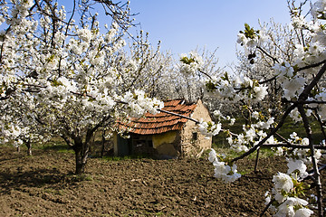 Image showing traditional mud farmhouse in orchard