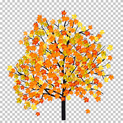 Image showing Fall (Autumn) Maple Background