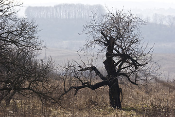Image showing interesting old tree early spring