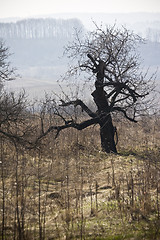 Image showing interesting old tree early spring