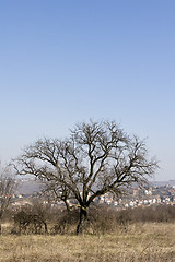 Image showing interesting old tree early spring