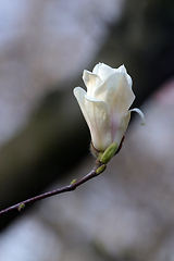 Image showing Blossoming magnolia