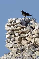 Image showing Black bird watching area around them