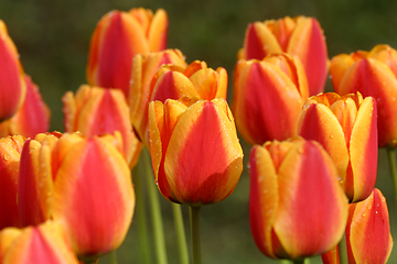 Image showing Tulips in full bloom