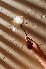 Image showing hand holding white flower over beige background