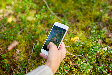 Image showing hand using smartphone to identify mushrooms