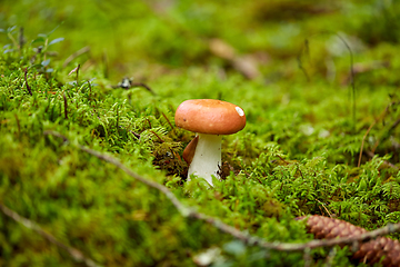 Image showing russule mushroom growing in autumn forest