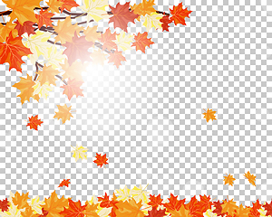 Image showing Fall (Autumn) Maple Background