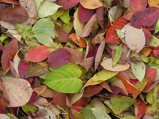 Image showing Autumn leaves