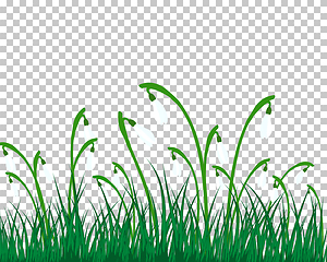 Image showing Summer meadow background with snowdrops