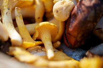 Image showing close up of mushrooms in basket in forest