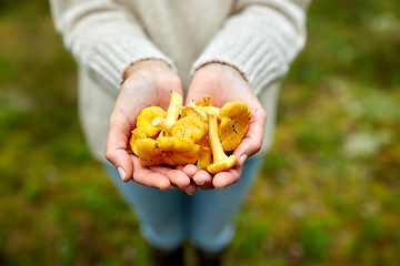 Image showing close up of woman holding chanterelle mushrooms